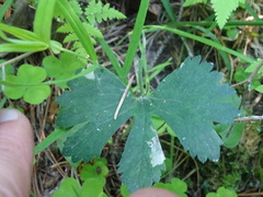 Ranunculus monophyllus