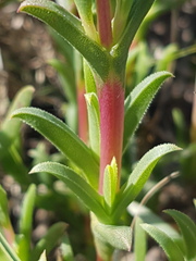Ruschia geminiflora