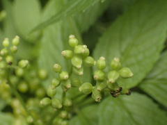 Sambucus gaudichaudiana