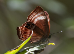Abisara
