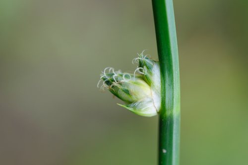 Schoenoplectus juncoides iNat (1)
