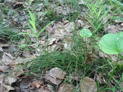 Equisetum scirpoides