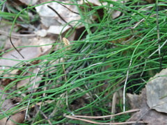 Equisetum scirpoides
