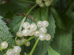 Sambucus gaudichaudiana