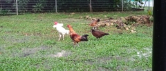 Gallus gallus domesticus