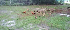 Gallus gallus domesticus
