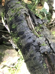 Kretzschmaria deusta