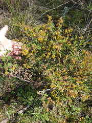 Hermannia alnifolia