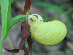 Cypripedium calceolus