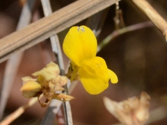 Utricularia odorata
