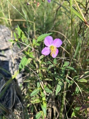 Rhexia mariana