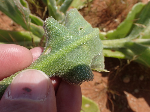 Image of Mesembryanthemum guerichianum by no rights reserved
