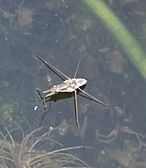 Limnogonus
