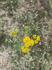 Nidorella