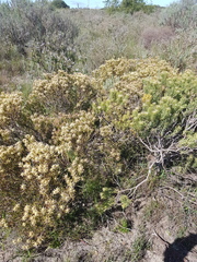 Leucadendron lanigerum lanigerum