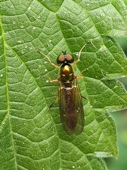 Sargus bipunctatus