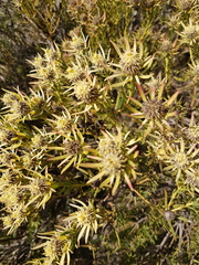 Leucadendron lanigerum lanigerum