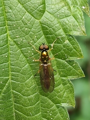 Sargus bipunctatus