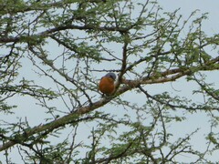 Melaenornis semipartitus