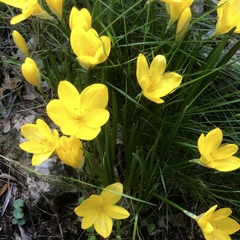 Sternbergia lutea
