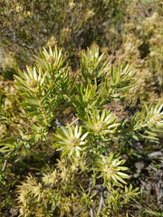 Leucadendron lanigerum lanigerum