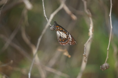 Danaus affinis