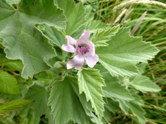 Althaea officinalis