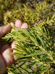 Leucadendron lanigerum lanigerum