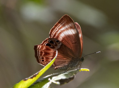 Abisara