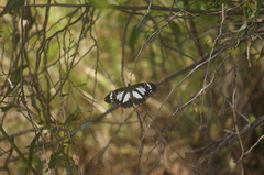 Danaus affinis