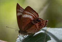 Abisara