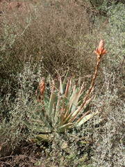 Aloe glauca