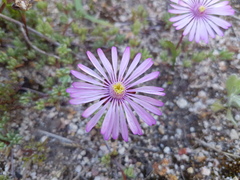 Lampranthus peacockiae