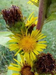 Inula helenium