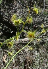 Drosera gigantea