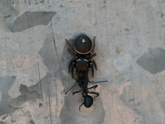 Zenodorus orbiculatus