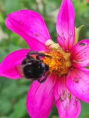 Bombus