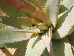 Aloe glauca