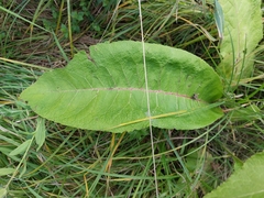 Inula helenium