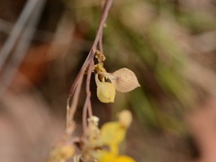 Utricularia odorata