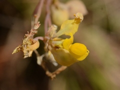Utricularia odorata