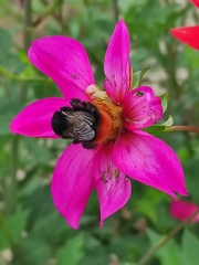 Bombus