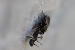 Zenodorus orbiculatus