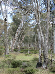 Eucalyptus wandoo