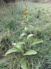 Inula helenium