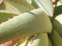 Aloe glauca
