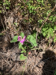 Pelargonium cordifolium