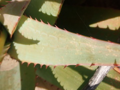 Aloe glauca