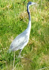 Ardea melanocephala