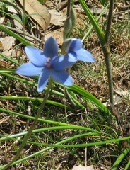 Thelymitra crinita